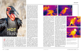 Biology How Southern Ground-Hornbills Keep Their Cool