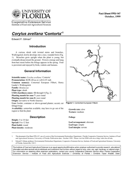 Corylus Avellana 'Contorta'