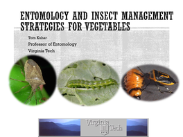 Entomology and Insect Management Strategies for Vegetables
