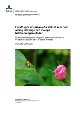 Fruktflugor Ur Rhagoletis Släktet Som Hot I Odling I Sverige Och Möjliga Bekämpningsmetoder