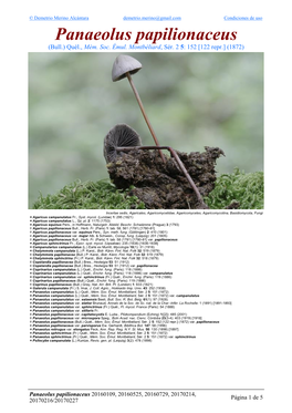 Panaeolus Papilionaceus Papilionaceus Panaeolus 20160109, 20160525, 20160729, 20170214, 20170214, 20160729, 20160525, 20160109