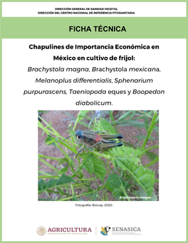 Chapulines De Importancia Económica En