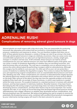 Adrenaline Rush ! Complications of Removing Adrenal Gland Tumours in Dogs