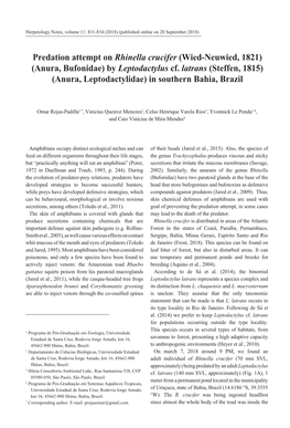 Predation Attempt on Rhinella Crucifer (Wied-Neuwied, 1821) (Anura, Bufonidae) by Leptodactylus Cf