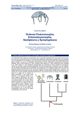 Órdenes Poduromorpha, Entomobryomorpha, Neelipleona Y Symphypleona
