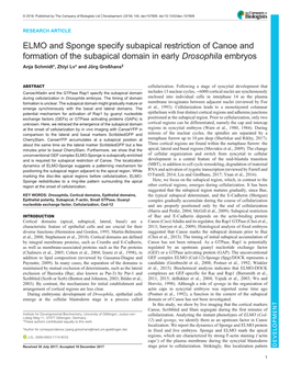 ELMO and Sponge Specify Subapical Restriction of Canoe and Formation of the Subapical Domain in Early Drosophila Embryos Anja Schmidt*, Zhiyi Lv* and Jörg Großhans‡