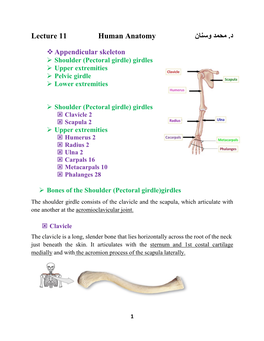 ﻣﺤﻤﺪ وﺳﻨﺎن د Lecture 11 Human Anatomy