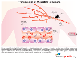 Transmission of Rickettsia to Humans