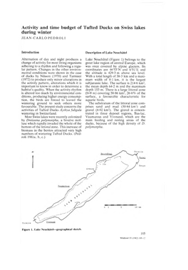 Activity and Time Budget of Tufted Ducks on Swiss Lakes During Winter JEAN-CARLO PEDROLI