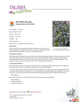 Tagawa Gardens Blue Glitter Sea Holly