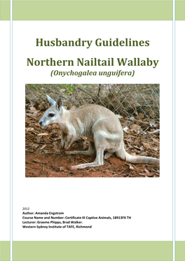 Northern Nailtail Wallaby (Onychogalea Unguifera)