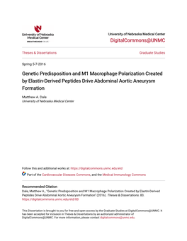 Genetic Predisposition and M1 Macrophage Polarization Created by Elastin-Derived Peptides Drive Abdominal Aortic Aneurysm Formation