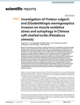 Investigation of Proteus Vulgaris and Elizabethkingia Meningoseptica