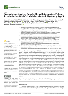 Transcriptome Analysis Reveals Altered Inflammatory Pathway in an Inducible Glial Cell Model of Myotonic Dystrophy Type 1
