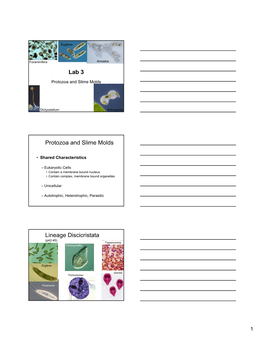 Lab 3 Protozoa and Slime Molds Lineage Discicristata