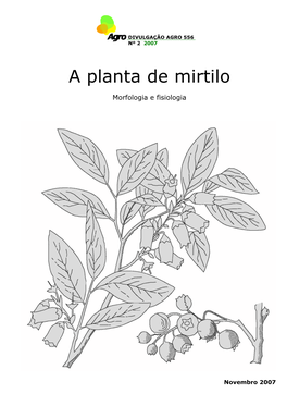 A Planta De Mirtilo