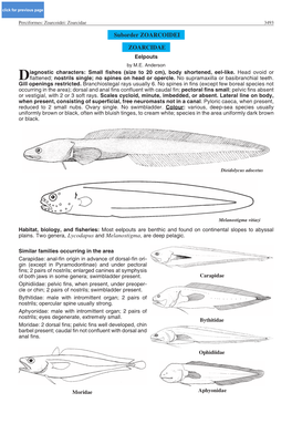 Suborder ZOARCOIDEI ZOARCIDAE