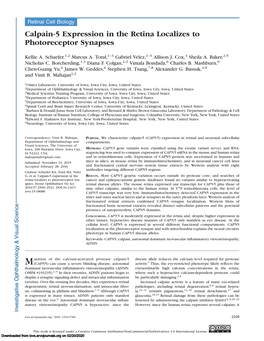 Calpain-5 Expression in the Retina Localizes to Photoreceptor Synapses