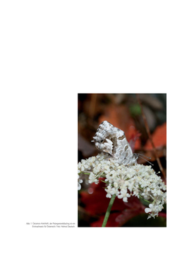 Abb. 1: Cacyreus Marshalli, Der Pelargonienbläuling Ist Ein Erstnachweis Für Österreich. Foto: Helmut Deutsch. BEITRAG ZUR LEPIDOPTERENFAUNA OSTTIROLS, ÖSTERREICH, VI