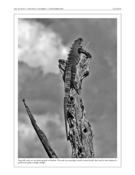 Iguana 12.3 B&W Text