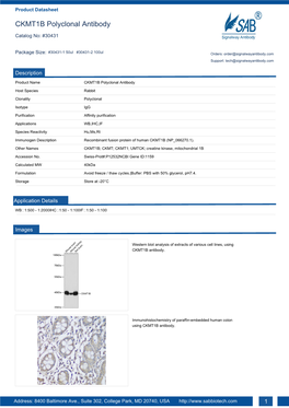 CKMT1B Polyclonal Antibody