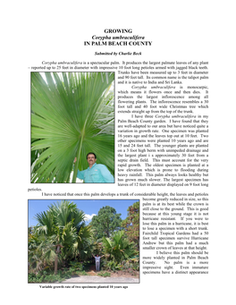 Corypha Umbraculifera in PALM BEACH COUNTY