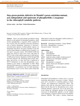 Stay-Green Protein, Defective in Mendel's Green Cotyledon Mutant, Acts Independent and Upstream of Pheophorbide a Oxygenase In