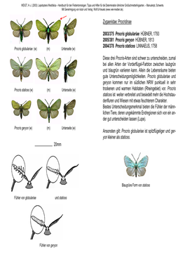 Zygaenidae: Procridinae 2003/375 Procris Globulariae