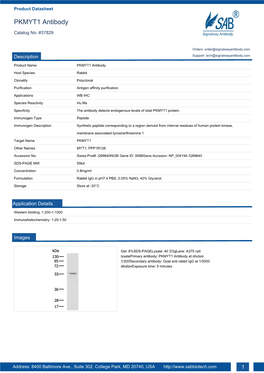 PKMYT1 Antibody