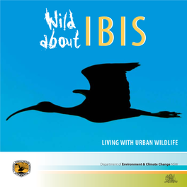 Wild About Ibis