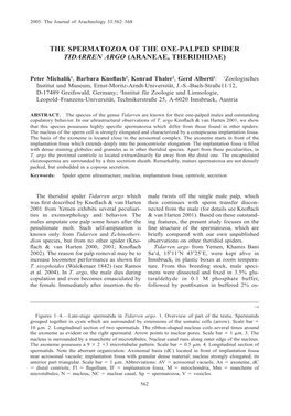 The Spermatozoa of the One-Palped Spider Tidarren Argo (Araneae, Theridiidae)