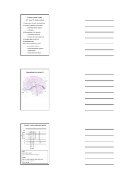 Primary Visual Cortex (V1, Area 17, Striate Cortex)