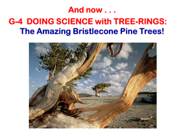 The Amazing Bristlecone Pine Trees!