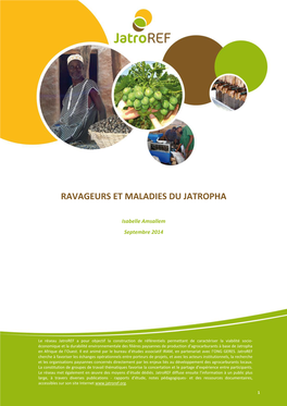 Ravageurs Et Maladies Du Jatropha