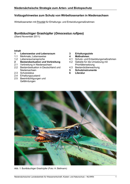 Buntbäuchiger Grashüpfer (Omocestus Rufipes) (Stand November 2011)