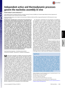 Independent Active and Thermodynamic Processes Govern