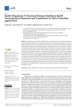 Rad52 Oligomeric N-Terminal Domain Stabilizes Rad51 Nucleoprotein Filaments and Contributes to Their Protection Against Srs2