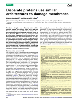 Disparate Proteins Use Similar Architectures to Damage Membranes