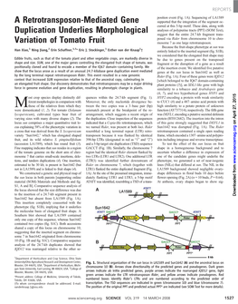 A Retrotransposon-Mediated Gene Duplication Underlies Morphological Variation of Tomato Fruit Han Xiao Et Al