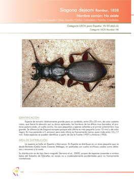 Siagona Dejeani Rambur, 1838 Nombre Común: No Existe Tipo: Arthropoda / Clase: Insecta / Orden: Coleoptera / Familia: Carabidae