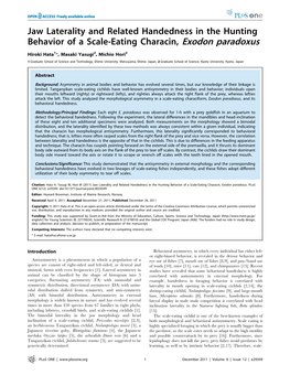 Jaw Laterality and Related Handedness in the Hunting Behavior of a Scale-Eating Characin, Exodon Paradoxus