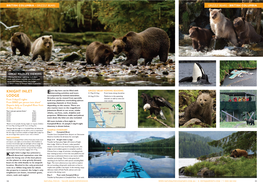 Knight Inlet Lodge - Premier Grizzly Bear Viewing © Jamie Scarrow Playful Orcas © Knight Inlet Lodge Knight Inlet Lodge © Knight Inlet Lodge