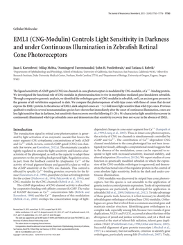 EML1 (CNG-Modulin) Controls Light Sensitivity in Darkness and Under Continuous Illumination in Zebrafish Retinal Cone Photoreceptors