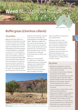 Buffel Grass (Cenchrus Ciliaris)