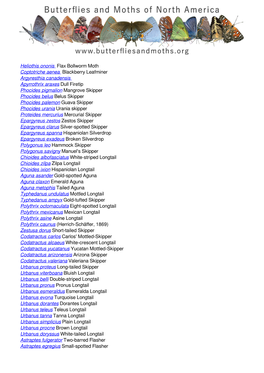 Butterflies and Moths of La Salle County, Texas, United States