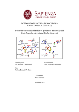 Biochemical Characterization of Glutamate Decarboxylase from Brucella Microti and Escherichia Coli