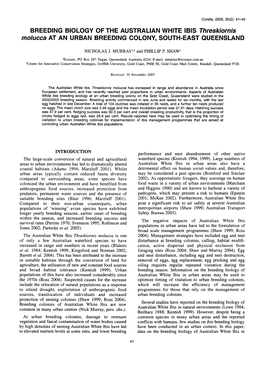 BREEDING BIOLOGY of the AUSTRALIAN WHITE IBIS Thteskiotnis Molucca at an URBAN BREEDING COLONY SOUTH-EAST QUEENSLAND