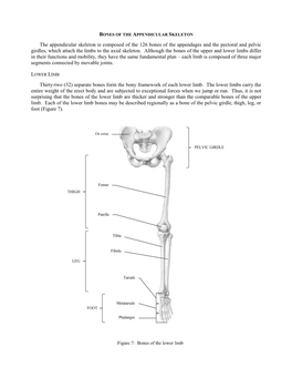 Bones of the Appendicular Skeleton