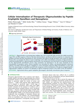 Cellular Internalization of Therapeutic Oligonucleotides by Peptide