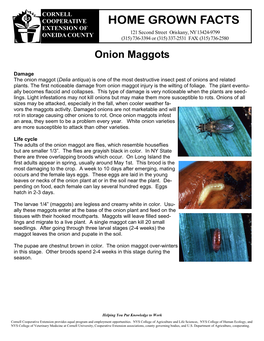 Onion Maggot.Pub